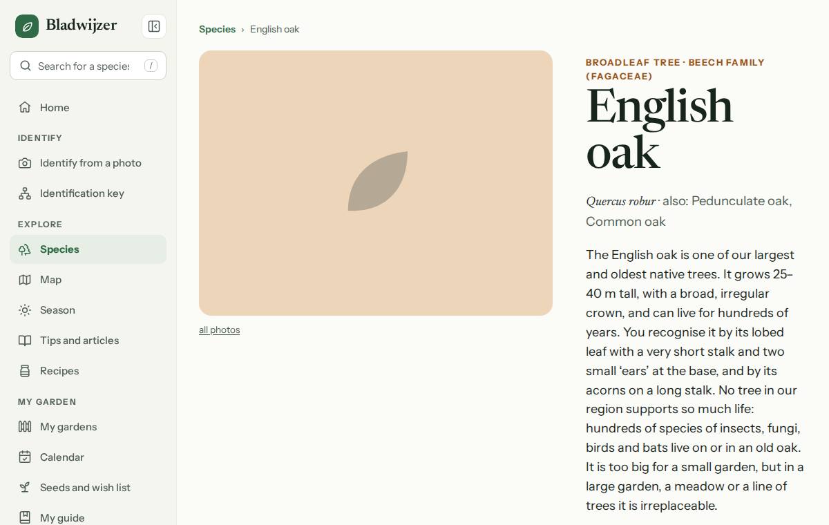 The species page for pedunculate oak, with photo, description and warnings