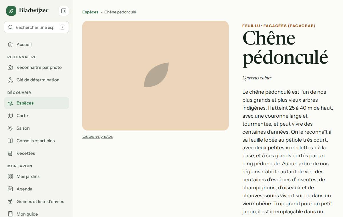 La fiche d’espèce du chêne pédonculé, avec photo, description et avertissements